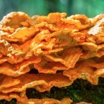 Chicken of the Woods Recipe
