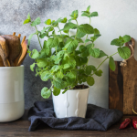How Often Should I Water Mint?